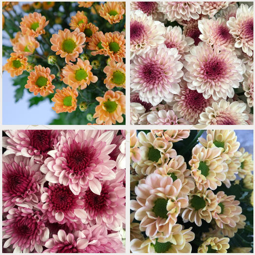 菜头商城 聊寄一枝春，云南懒人插花之〔多头小雏菊〕A级 一束10枝装（8枝+2枝防损） 商品图4