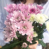 菜头商城 聊寄一枝春，云南懒人插花之〔多头小雏菊〕A级 一束10枝装（8枝+2枝防损） 商品缩略图0