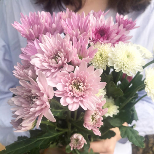 菜头商城 聊寄一枝春，云南懒人插花之〔多头小雏菊〕A级 一束10枝装（8枝+2枝防损） 商品图0