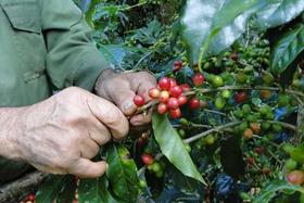 美洲咖啡产区——古巴