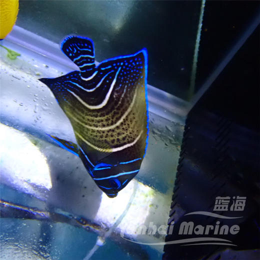 北斗 半变 商品图10