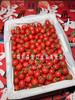 🛵沙地 千禧果高糖喜柿🍅爆浆小番茄 1kg 商品缩略图8
