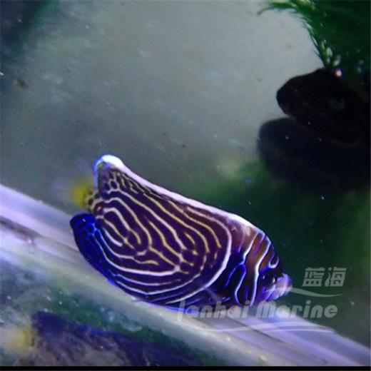 圈帝 商品图4