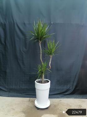 斑点白盆—千年木