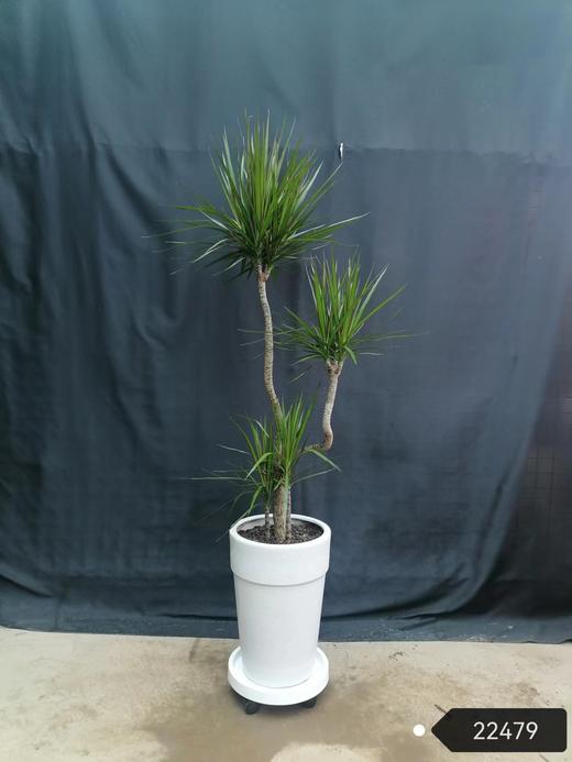 斑点白盆—千年木 商品图0