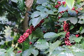 美洲咖啡产区——危地马拉