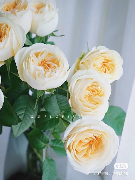 国产玫瑰-【奶油杯】 商品图0