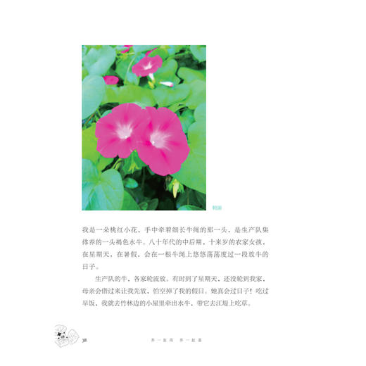 (仓发) 从前慢书系·养一缸荷，养一缸菱/广西师范大学出版社/许冬林/9787559819048 商品图2