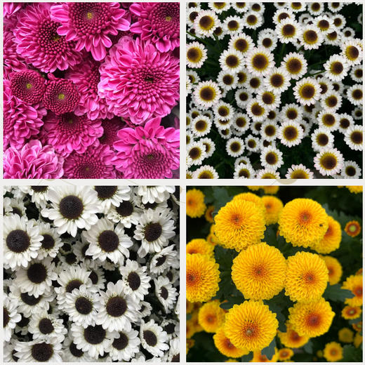 菜头商城 聊寄一枝春，云南懒人插花之〔多头小雏菊〕A级 一束10枝装（8枝+2枝防损） 商品图5