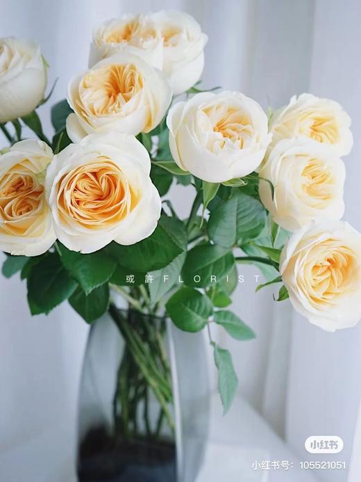 国产玫瑰-【奶油杯】 商品图1