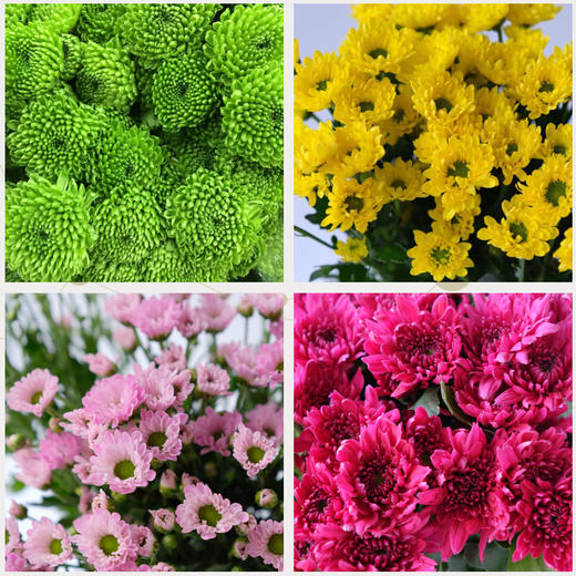 菜头商城 聊寄一枝春，云南懒人插花之〔多头小雏菊〕A级 一束10枝装（8枝+2枝防损） 商品图3