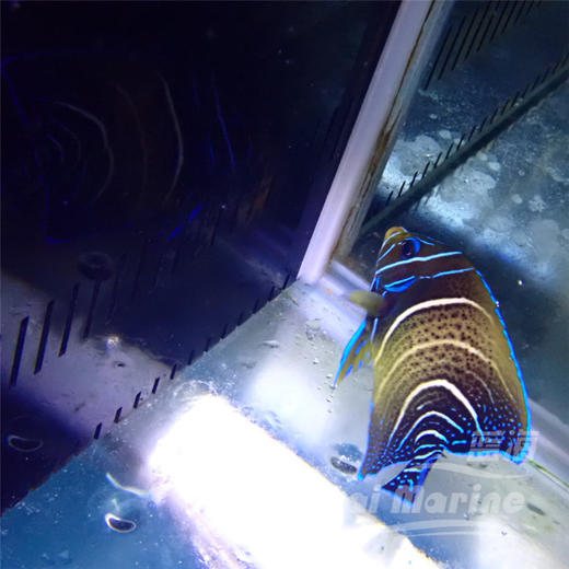 北斗 半变 商品图2