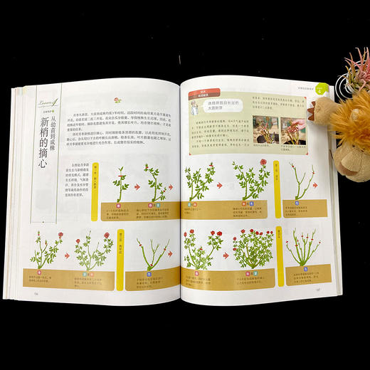 月季栽培W全圣典【铃木满男】日本月季大师，月季图书零基础，养月季月季畅销书花园打造月季栽培图书 【官方正版】 商品图4