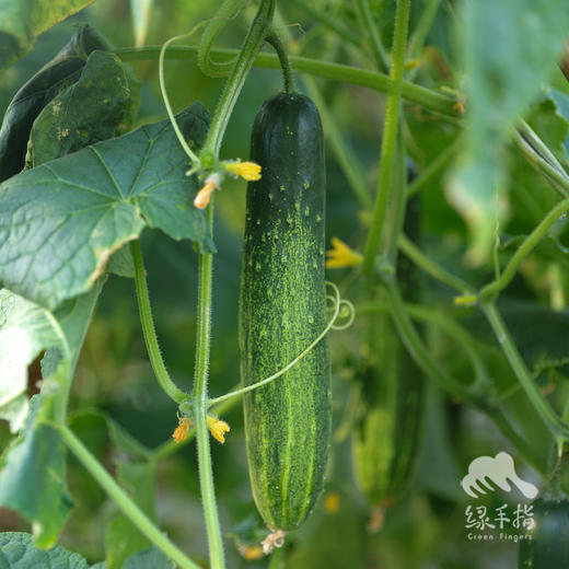 生态黄瓜（大吊瓜，潮汕老品种） | 绿家自产* Eco-cucumber | Self-production 商品图3