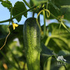 生态黄瓜（大吊瓜，潮汕老品种） | 绿家自产* Eco-cucumber | Self-production 商品缩略图2