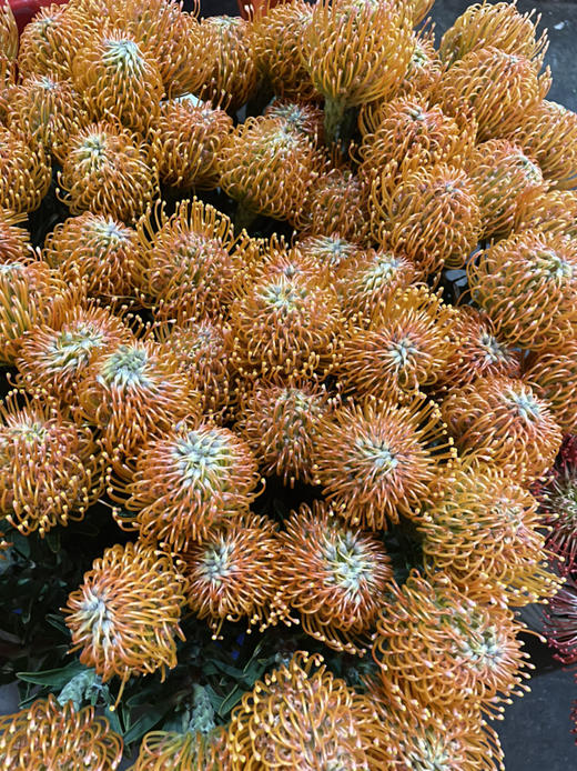 【南非花材】针垫/烟花菊  橙色  单枝 商品图7