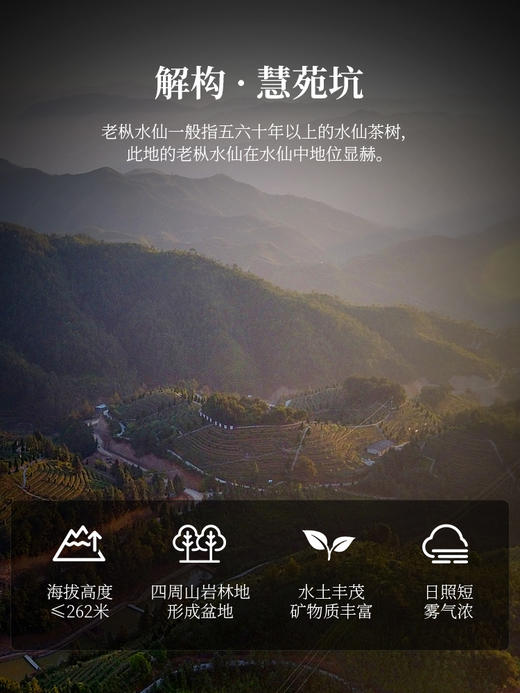 华祥苑-迎宾茶岩茶水仙80g庄园茶 商品图2