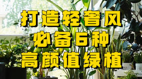 打造轻奢风客厅，怎么少得了这6种高级绿植！