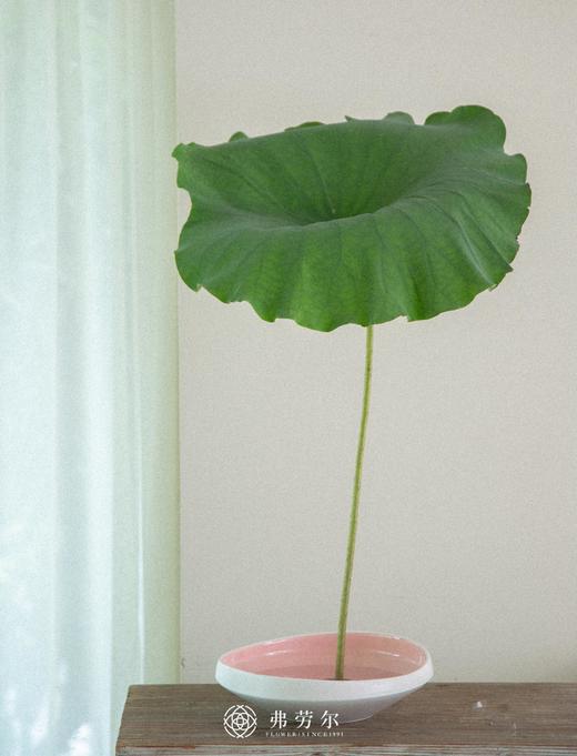 荷叶（一枝） 商品图0