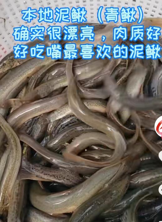 泥鳅 商品图0