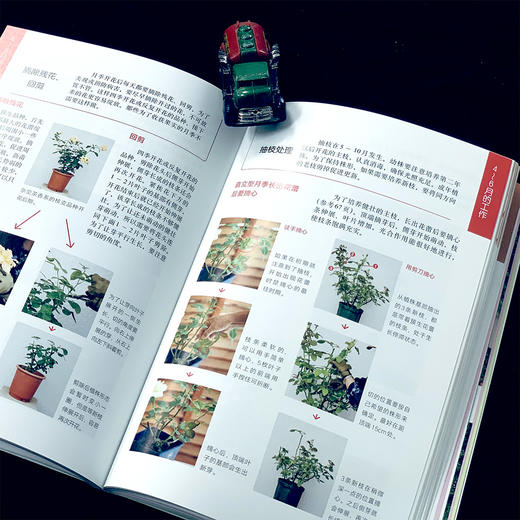 园艺大师后藤绿的月季12月栽培手记 后藤绿 日 园艺大师系列 月季 花 花卉 【官方正版】 商品图3