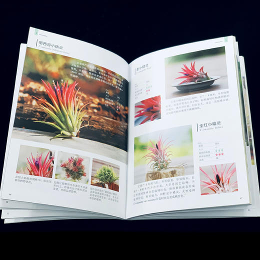 园艺大师藤川史雄的100种空气凤梨栽培手记 [日]藤川史雄 （园艺大师系列） 商品图2