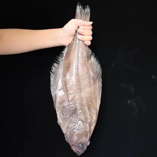 碟鱼600克/条 商品图0