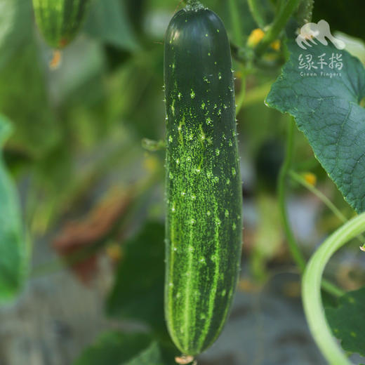 生态黄瓜（大吊瓜，潮汕老品种） | 绿家自产* Eco-cucumber | Self-production 商品图4