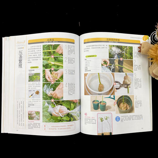 月季栽培W全圣典【铃木满男】日本月季大师，月季图书零基础，养月季月季畅销书花园打造月季栽培图书 【官方正版】 商品图3