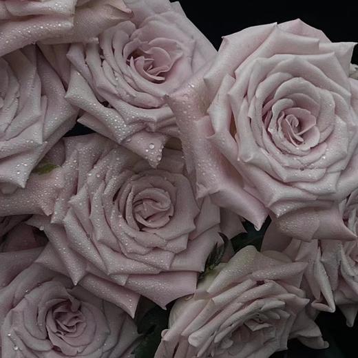 肯尼亚玫瑰曼塔重奶油10支