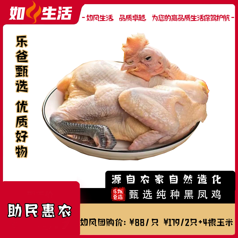 [配送｜爆款一只好鸡纯种黑凤鸡]中国珍惜种源|营养丰富|约2.5斤|源自农家自然造化  如风生活特惠