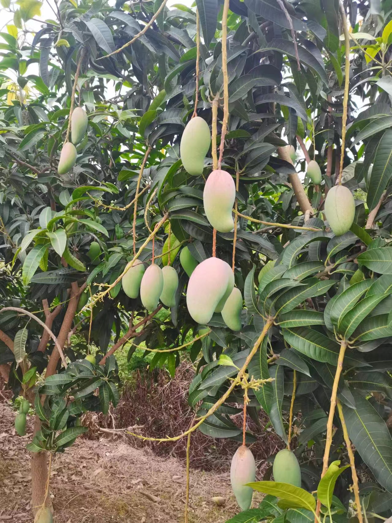 【婉如·甜心青皮芒果】百色金煌芒·果肉细腻少纤维·核薄如纸·可