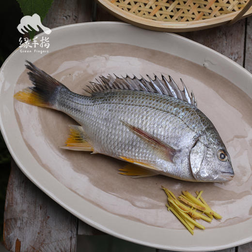野生东山岛海钓黄立鱼 （海钓鱼，嘴里可能有鱼钩，大家注意！！介意慎拍）| 合作生产 * Wild Dongshan Island Black snapper | Coproduction 商品图0