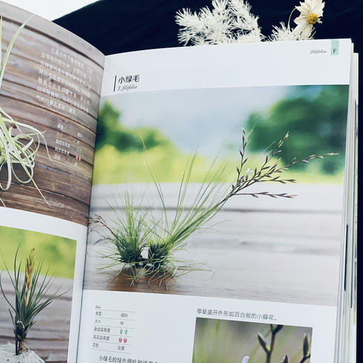 园艺大师藤川史雄的100种空气凤梨栽培手记 [日]藤川史雄 （园艺大师系列） 商品图3
