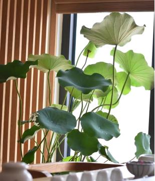 荷叶（一枝） 商品图1