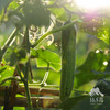 生态黄瓜（大吊瓜，潮汕老品种） | 绿家自产* Eco-cucumber | Self-production 商品缩略图1