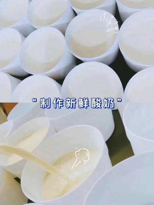 手工制作老酸奶 (尝鲜价15元2盒) 商品图1