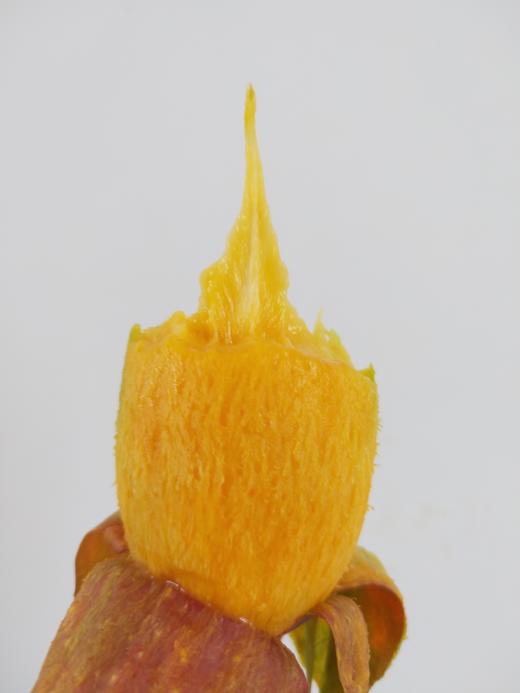 婉如小辣椒芒果产量稀少形如辣椒核细如牙签香甜多汁