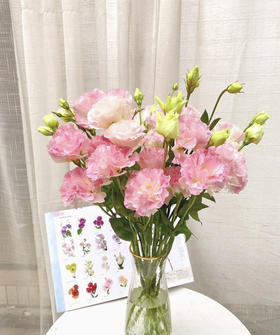 【洋桔梗】--阳光粉，  若干枝/扎