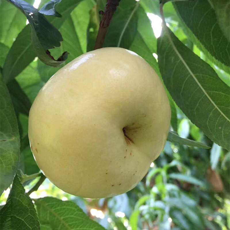 甄源蒙阴蜂蜜奶油蟠桃高甜奶香产量稀少10天果期一件代发