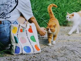  新店｜番茄口袋，在荟聚与你汇聚 