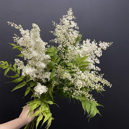 珍珠梅小众花材一扎3支 商品图0