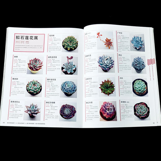 新手的多肉植物家庭造景 26657 多肉图书 零基础养多肉 多肉图解 多肉设计 多肉花艺 多肉畅销书 商品图3