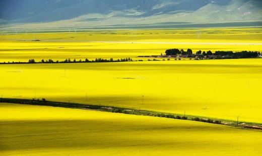 青海&甘肃油菜花季丨三大油菜花海（门源+天境祁连+“东方小瑞士”卓尔山）、大柴旦翡翠湖“天空之境”、“世遗”敦煌莫高窟、七彩丹霞地貌、嘉峪关城楼、天峻石林9天纯玩团 商品图1