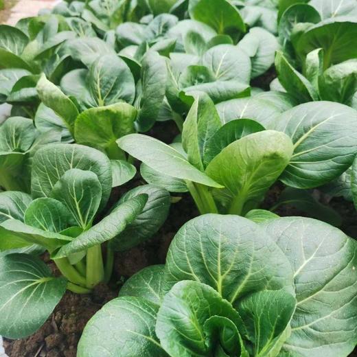 “阿德童年”小青菜 300g 商品图0