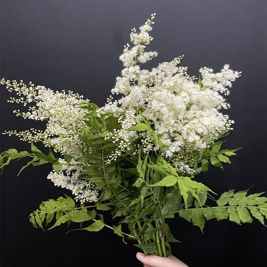 珍珠梅小众花材一扎3支 商品图4