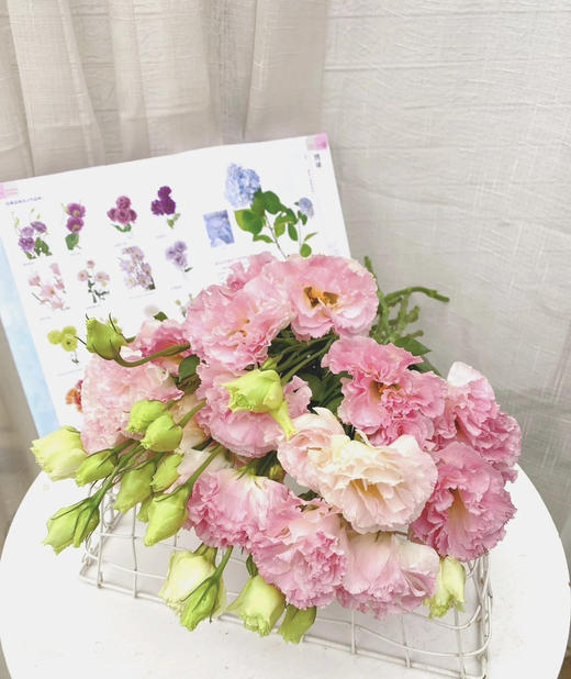 【洋桔梗】--阳光粉，  若干枝/扎 商品图3