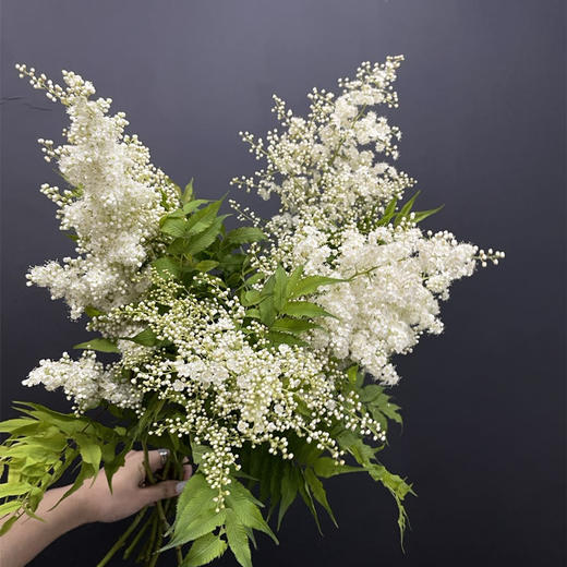 珍珠梅小众花材一扎3支 商品图1