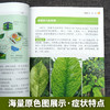 柑橘病虫害绿色防控彩色图谱【园艺学会】 商品缩略图3