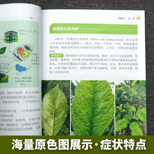 柑橘病虫害绿色防控彩色图谱【园艺学会】 商品图3